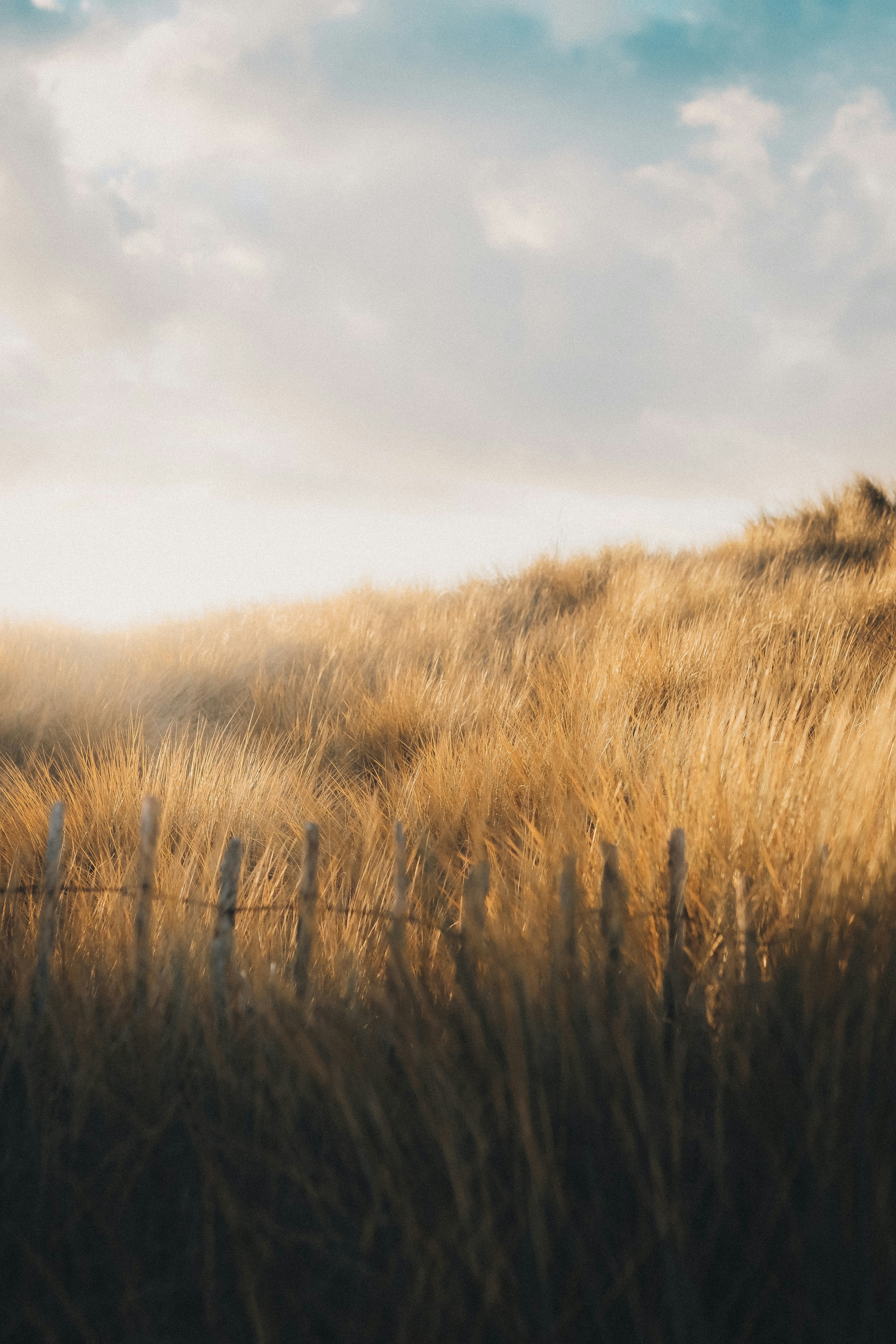 Choose from a curated selection of grass backgrounds. Always free on Unsplash.