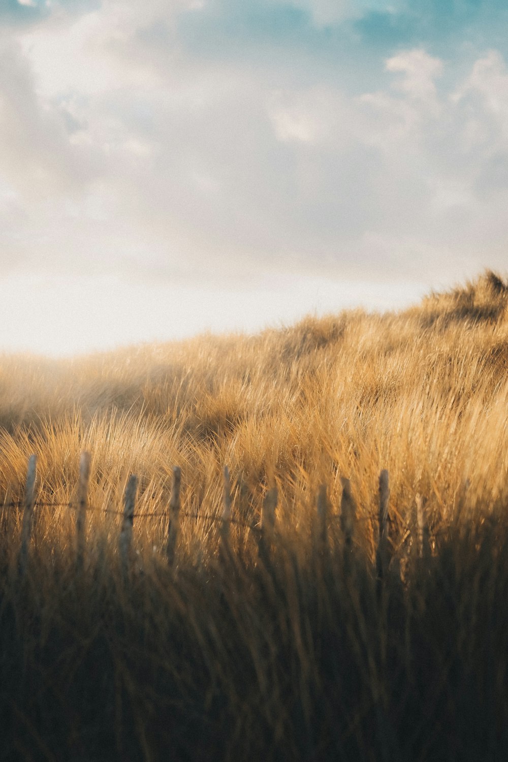 a field of tall grass with a fence in the foreground