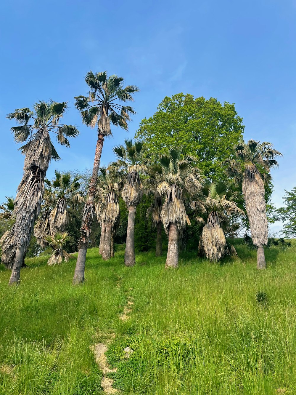 a grassy area with palm trees and a trail