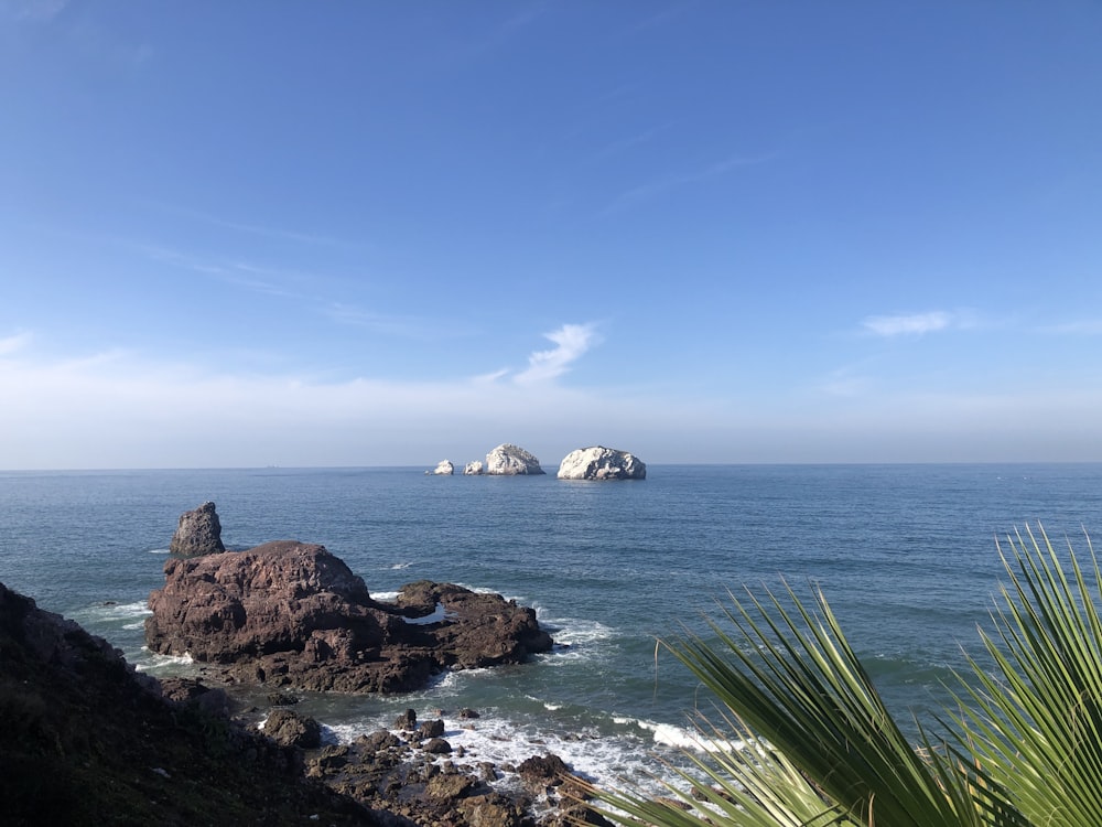 a body of water surrounded by rocks and a palm tree