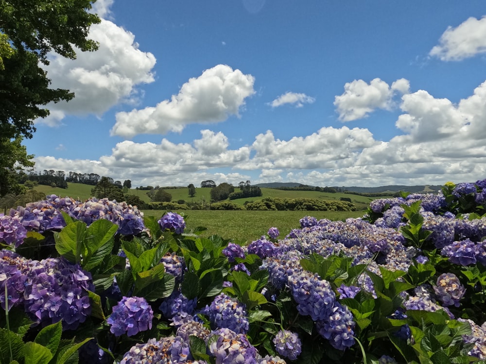 a field full of purple flowers under a cloudy blue sky