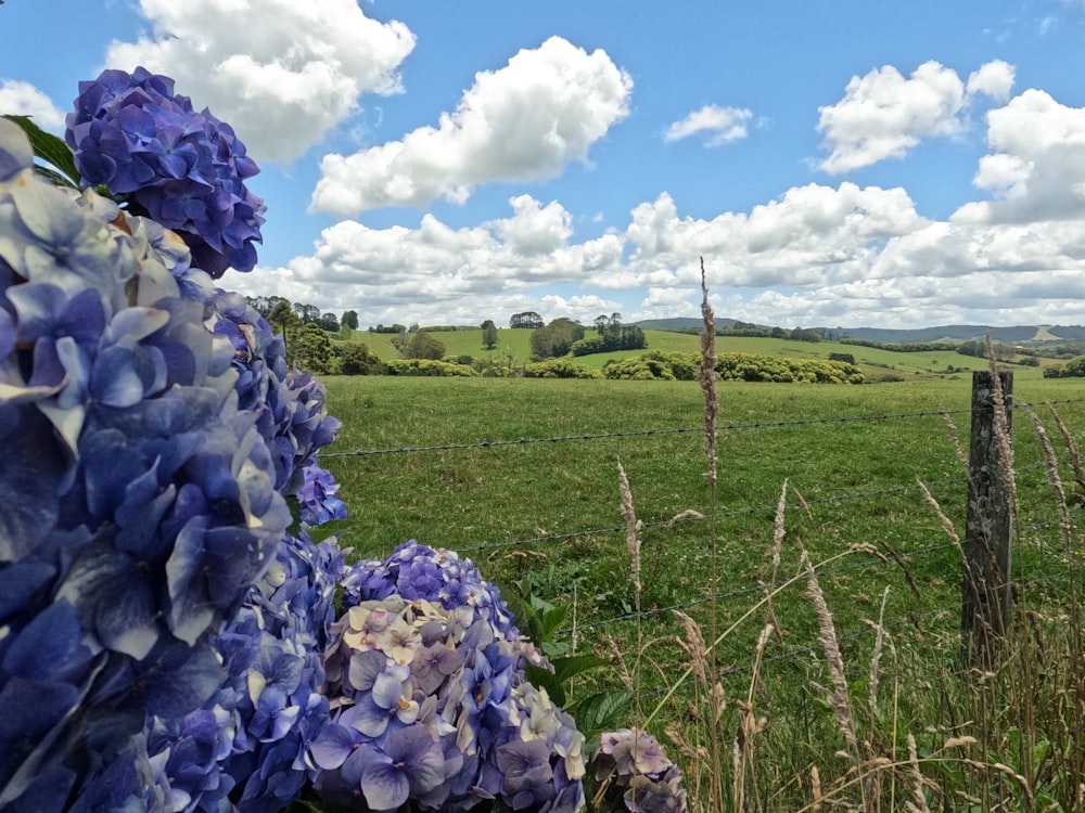 a field with a fence and flowers in the foreground