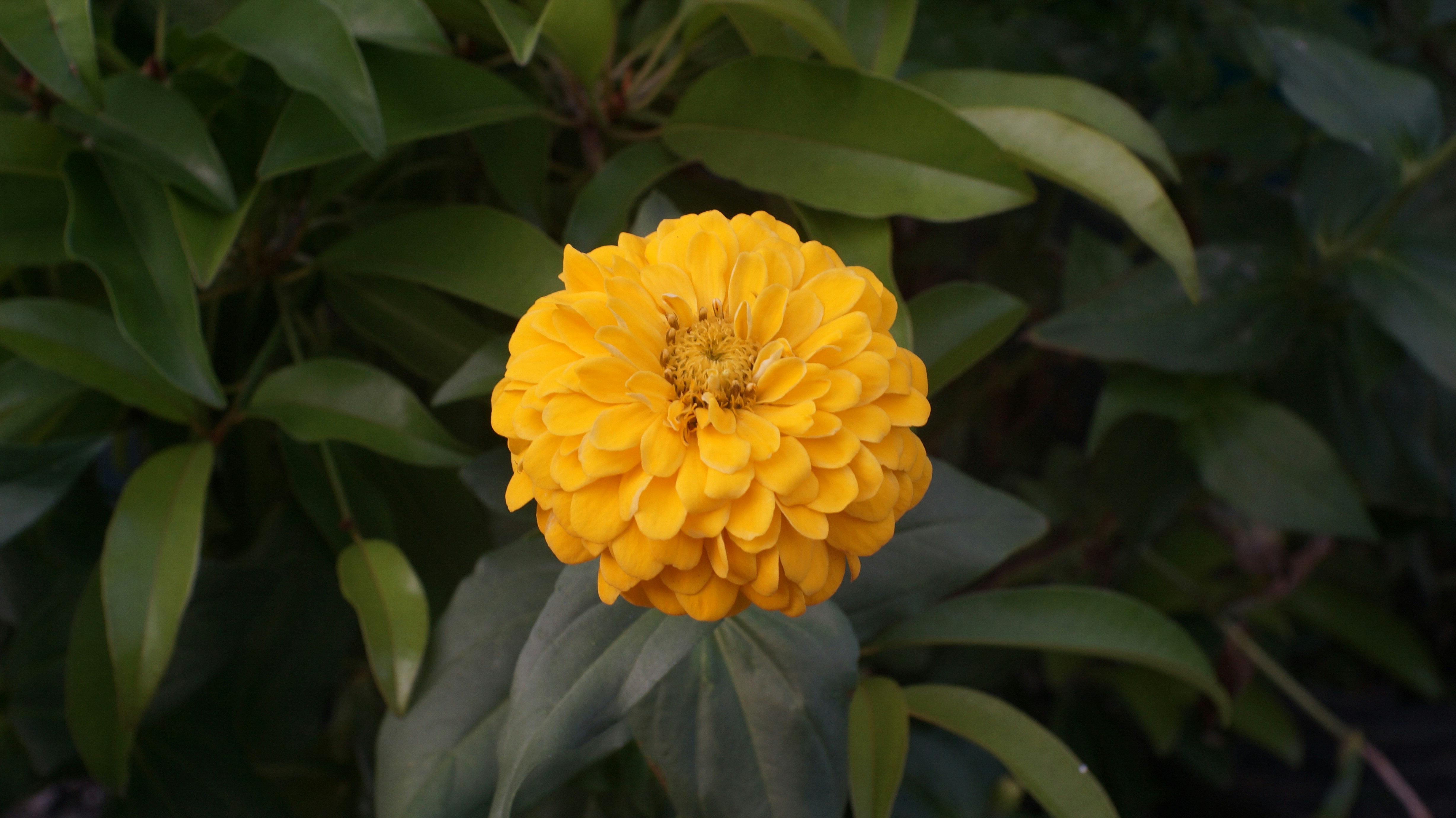 indonesian landscape wallpaper, wallpaper, Ekspedisi Waddan: Operasi Militer Awal Indonesia 1