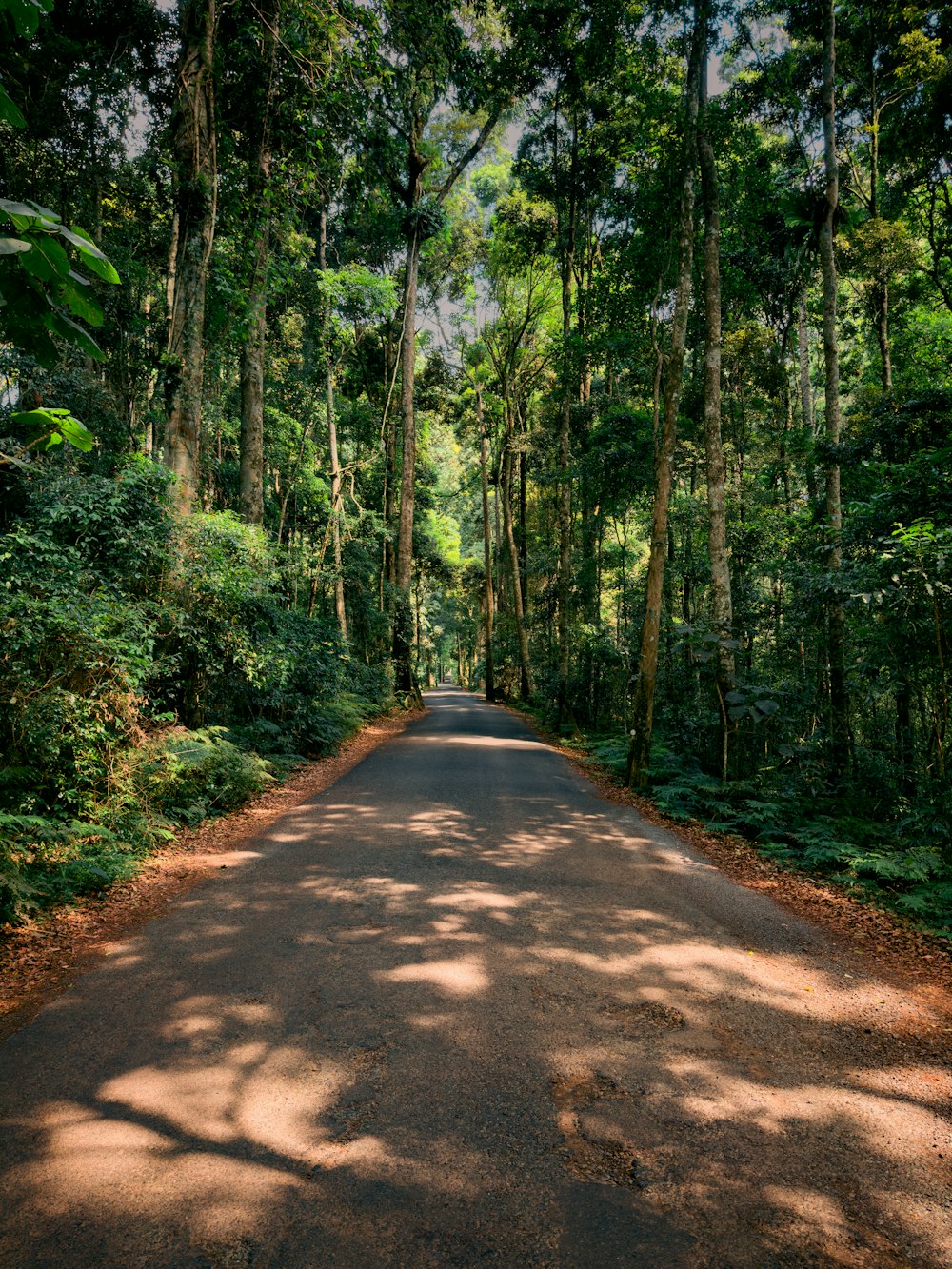 an empty road in the middle of a forest