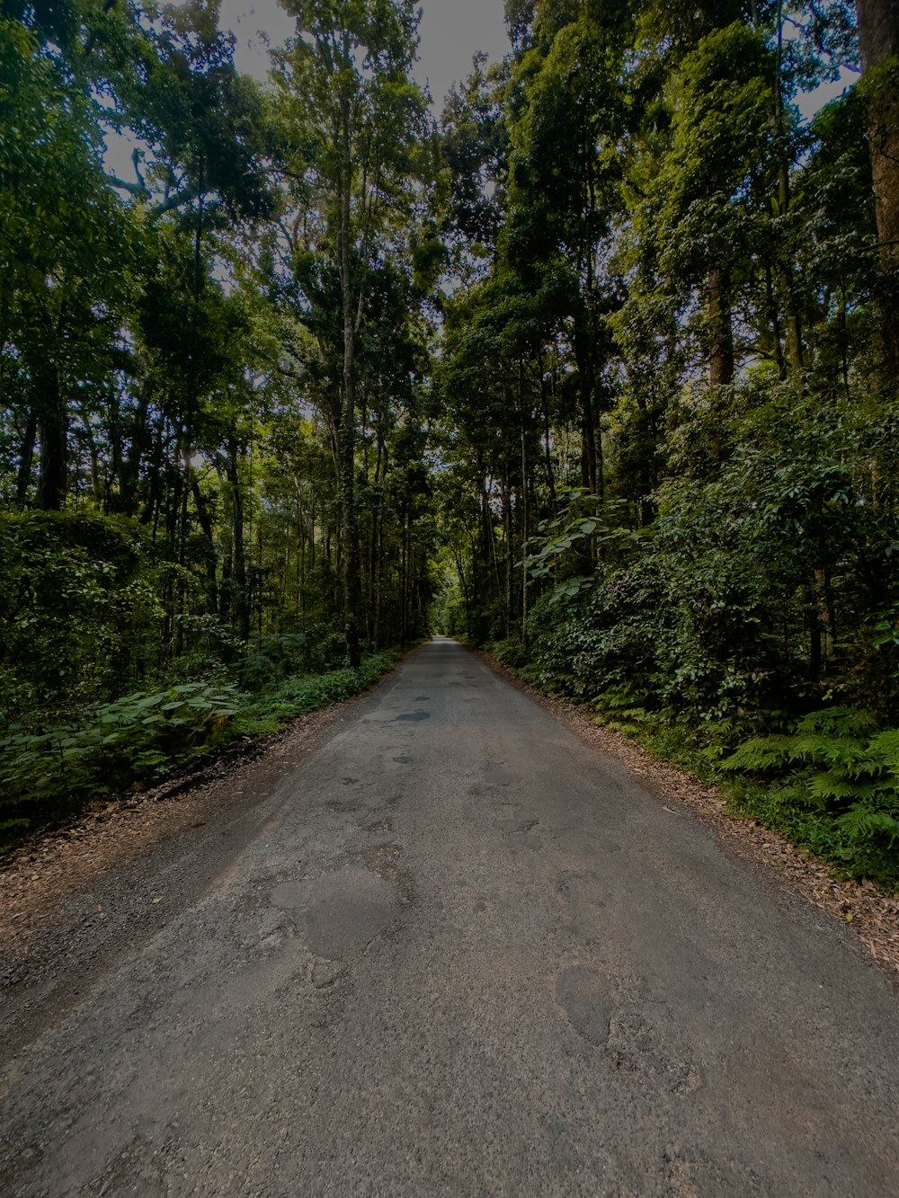 an empty road in the middle of a forest