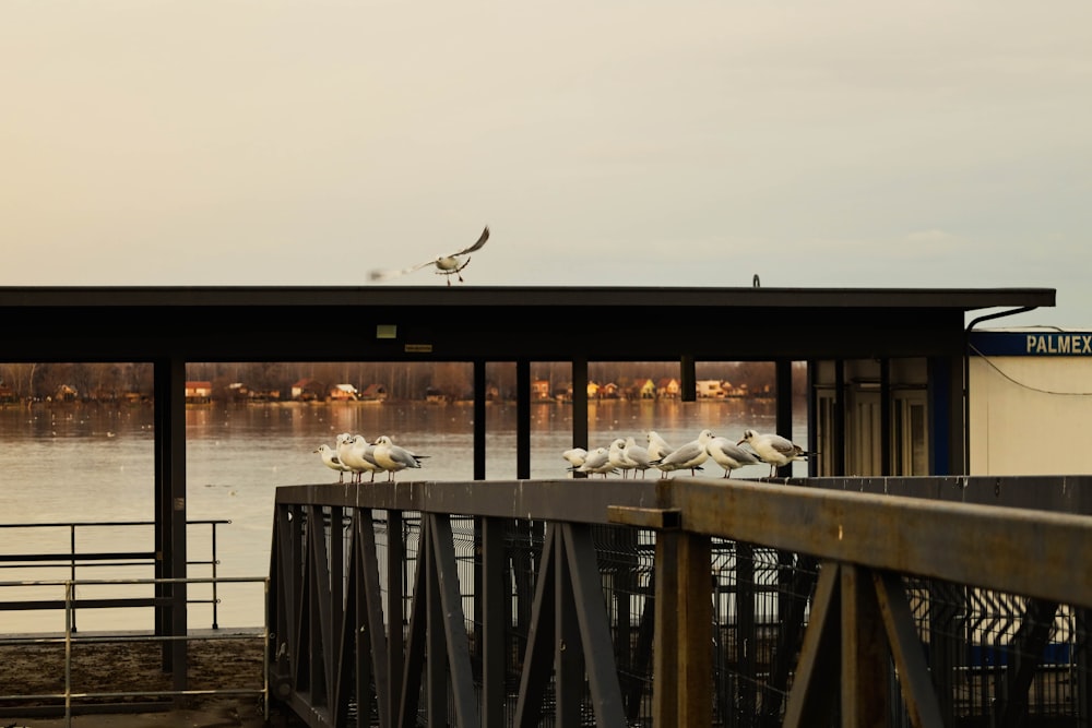桟橋の上に座っている鳥の群れ