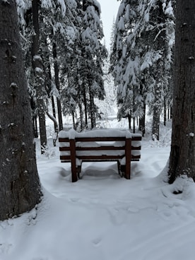 a bench in the middle of a snowy forest