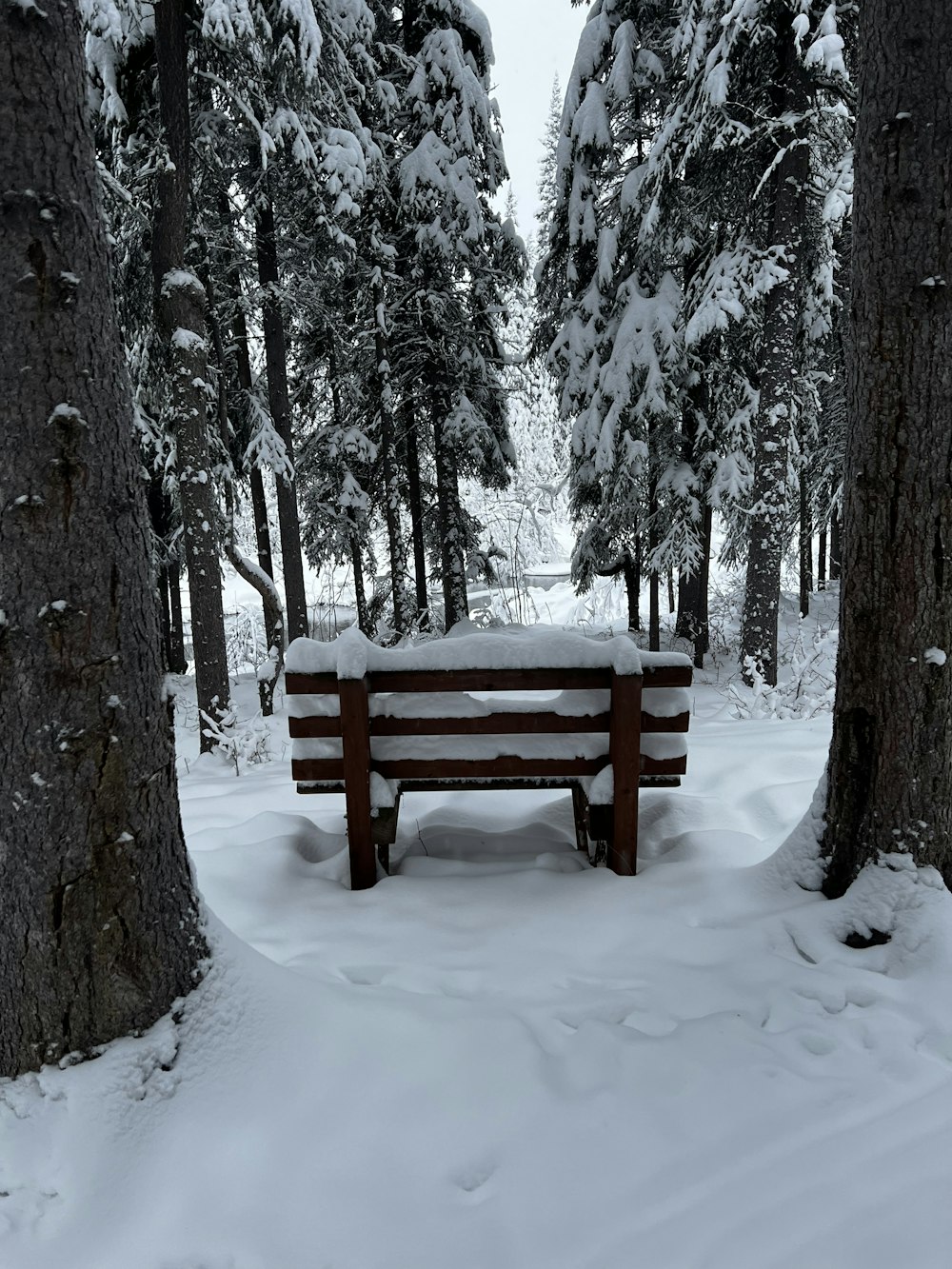 a bench in the middle of a snowy forest
