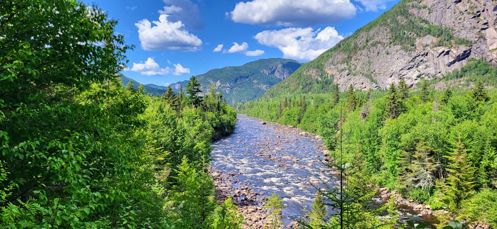 a river running through a lush green forest