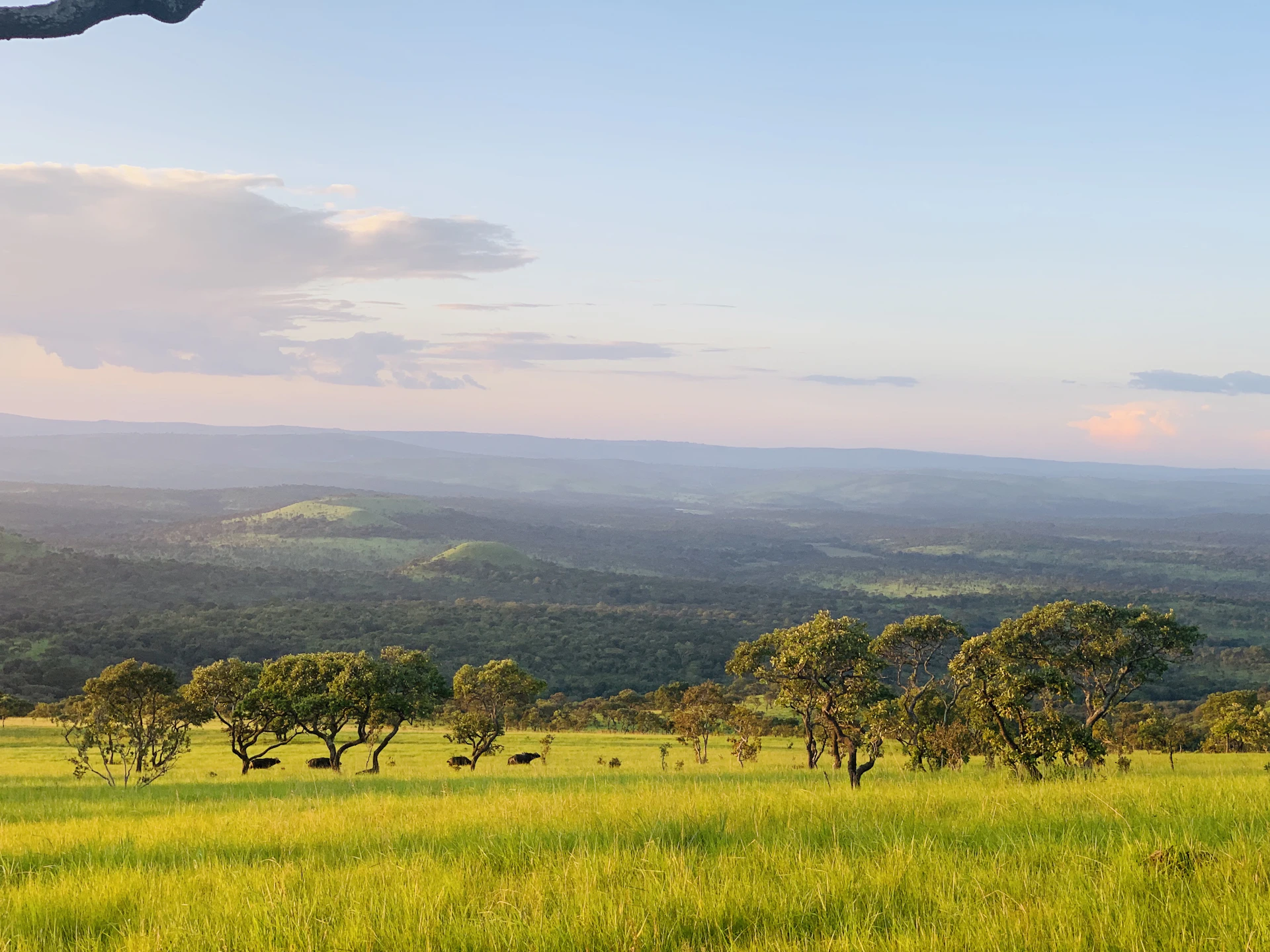 a grassy field with trees and mountains in the background