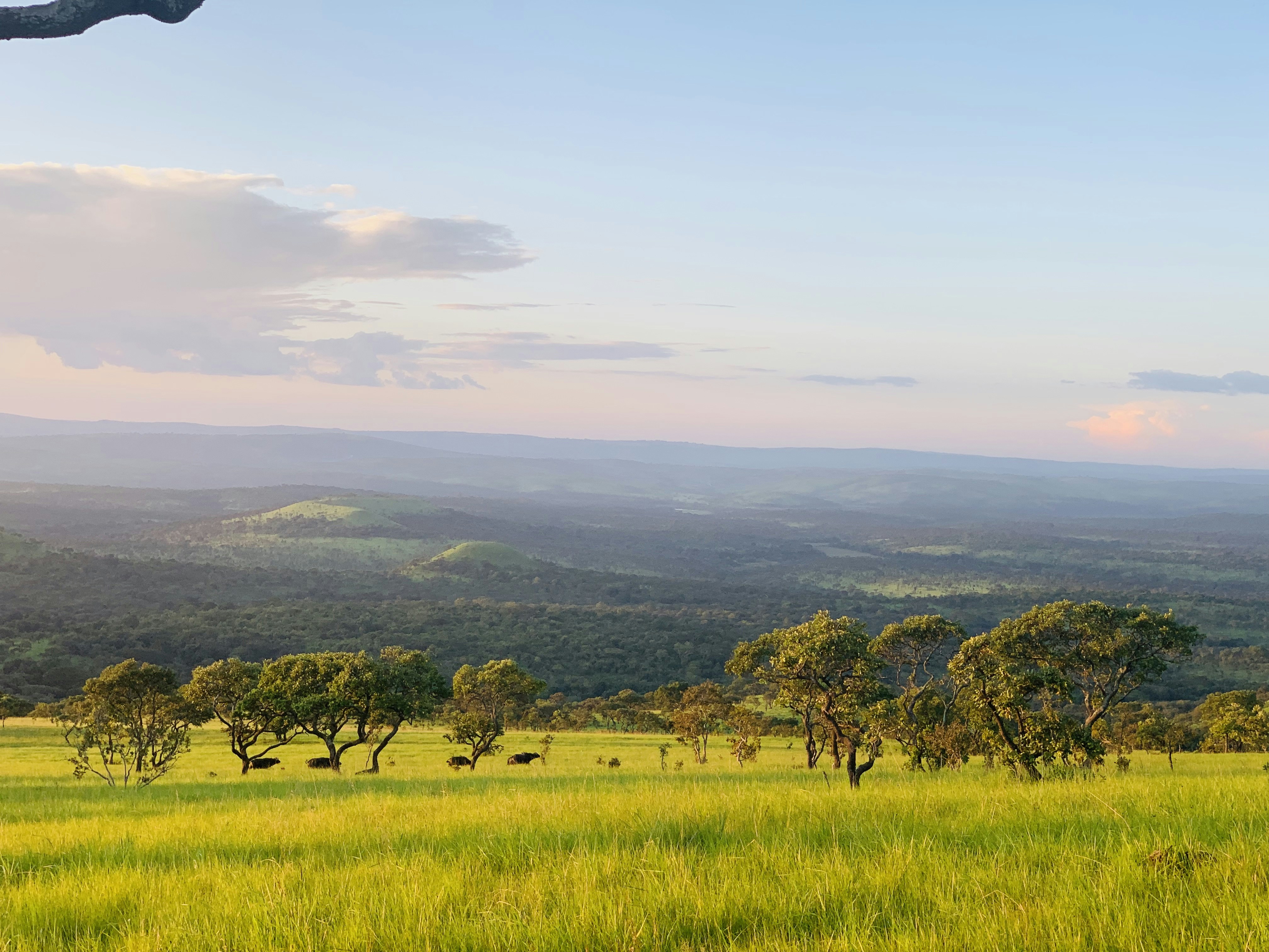 a grassy field with trees and mountains in the background