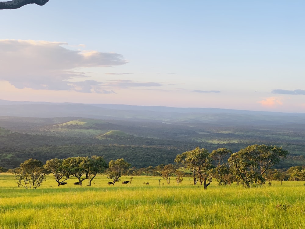 a grassy field with trees and mountains in the background