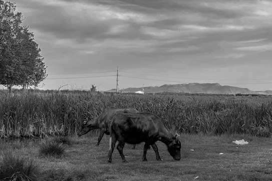 A natural landscape features two cows grazing in a grassy area near a body of tall reeds. In the background, there are hills or low mountains on the horizon beneath a cloudy sky. A large tree is visible to the left, and there is a utility pole to the right.