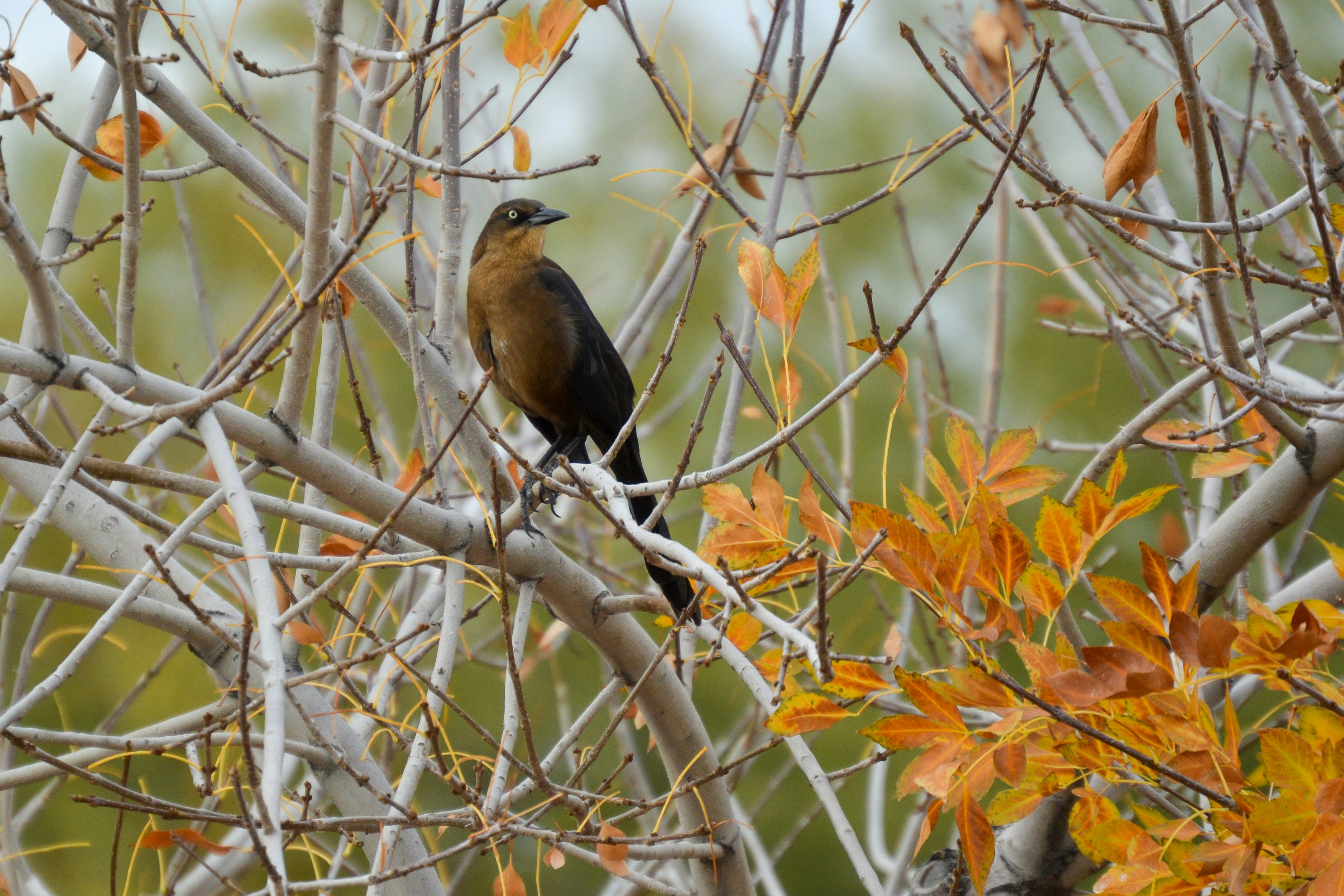 Photo by cierranorman