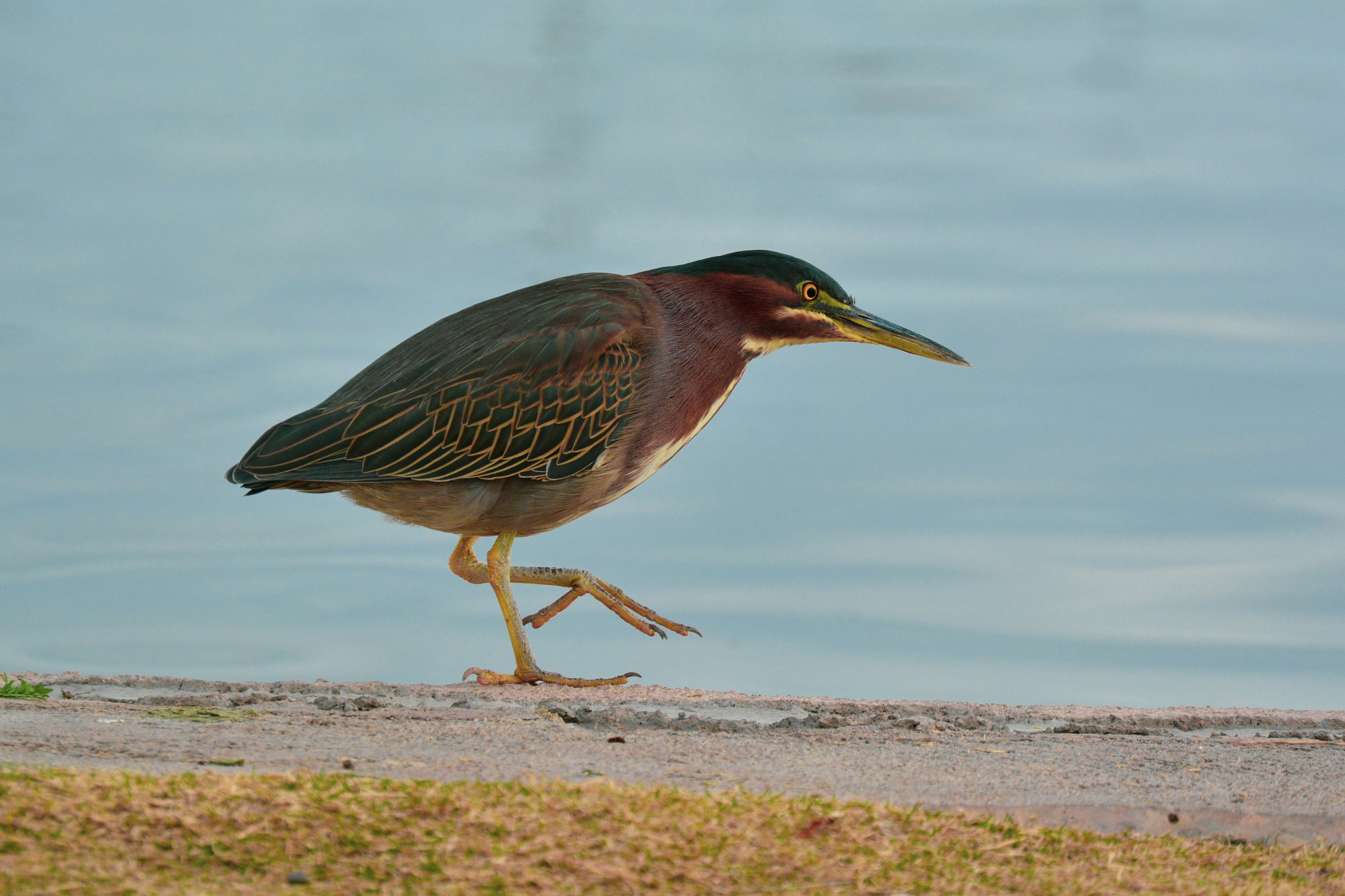 Photo by cierranorman