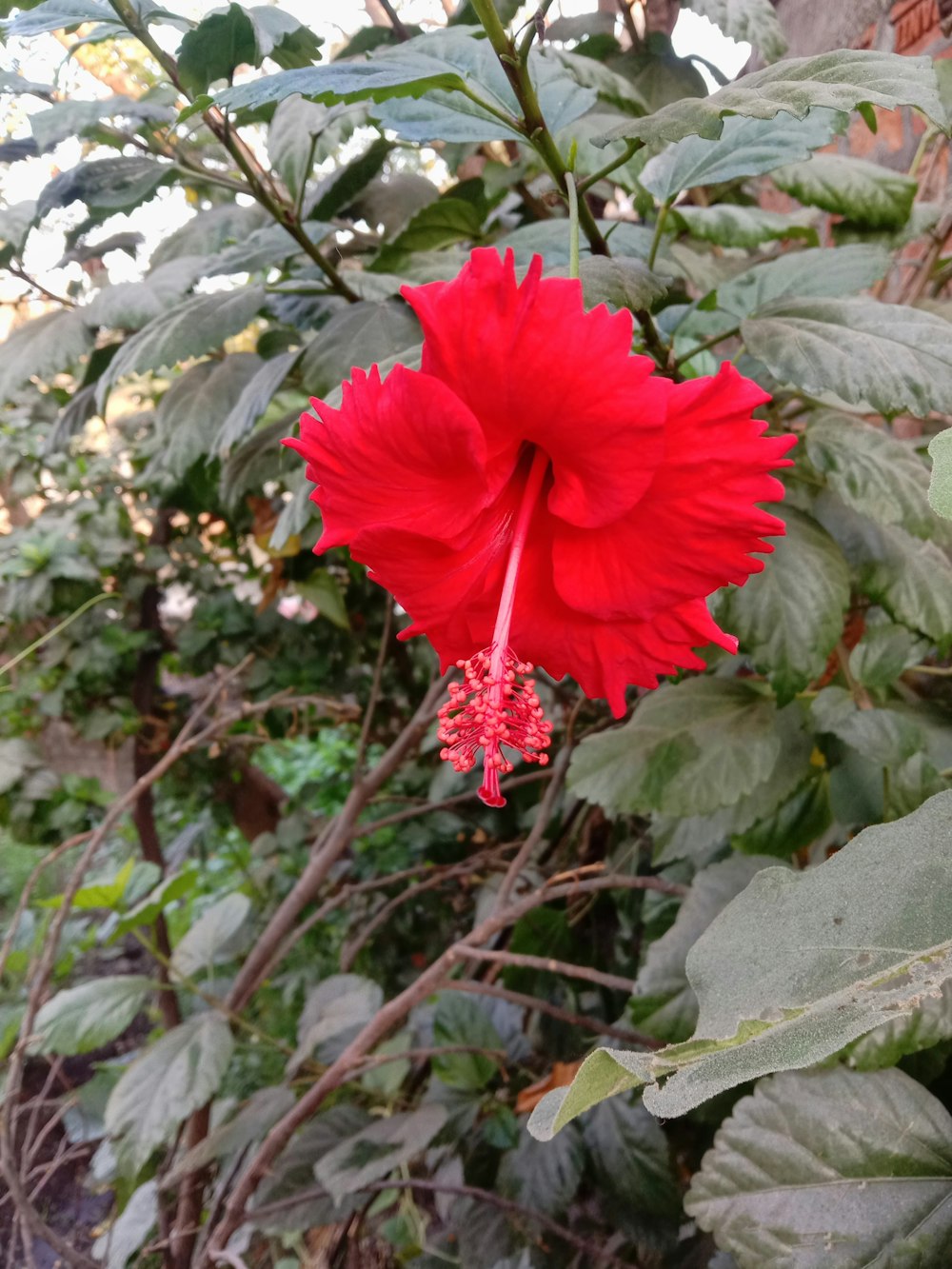 a large red flower with green leaves in the background