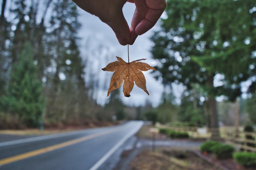 a person holding a leaf in front of a road