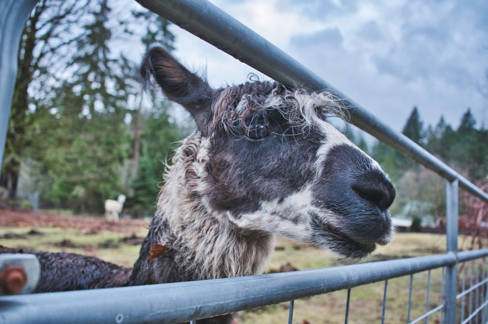 a close up of a llama behind a fence