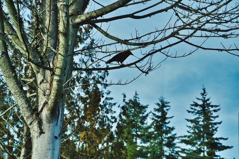 Ein schwarzer Vogel sitzt auf einem Ast