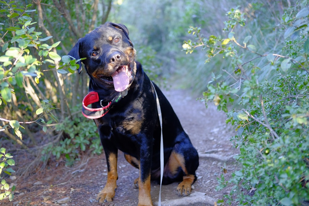 a black and brown dog sitting on a path