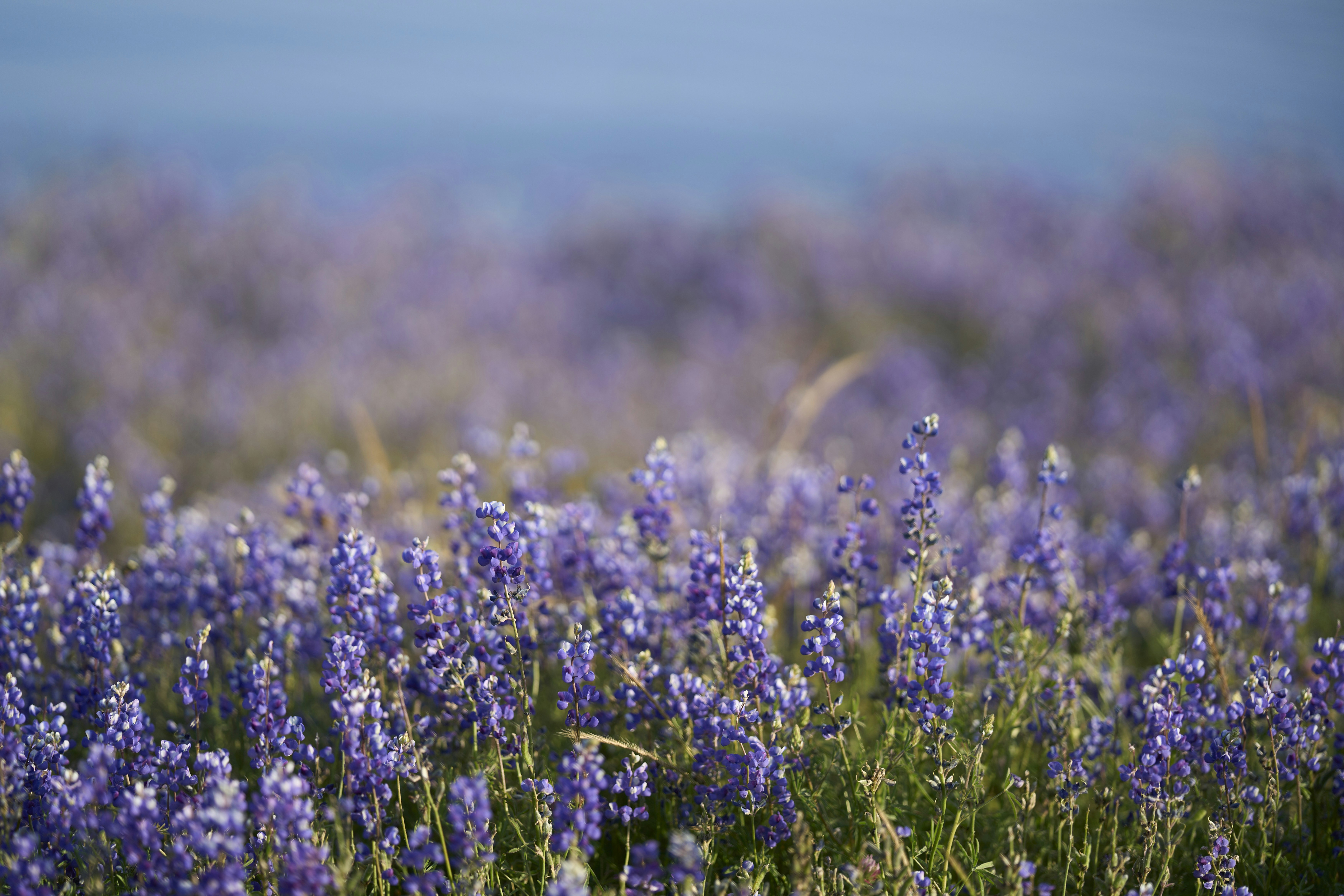 Sea Lavender Bloom — North Norfolk Coast England