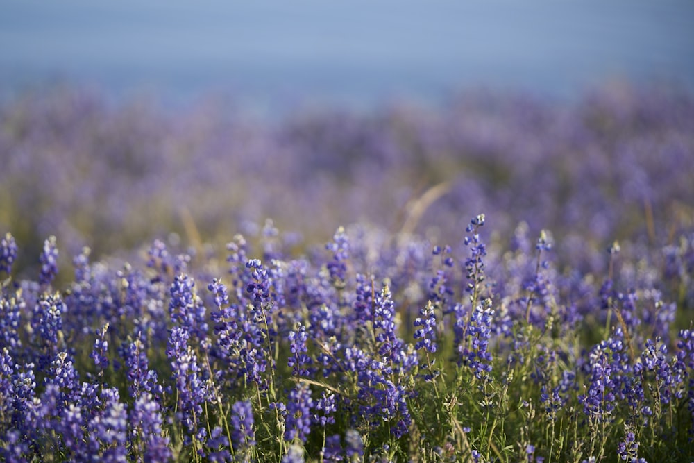 a field of purple flowers with a blue sky in the background