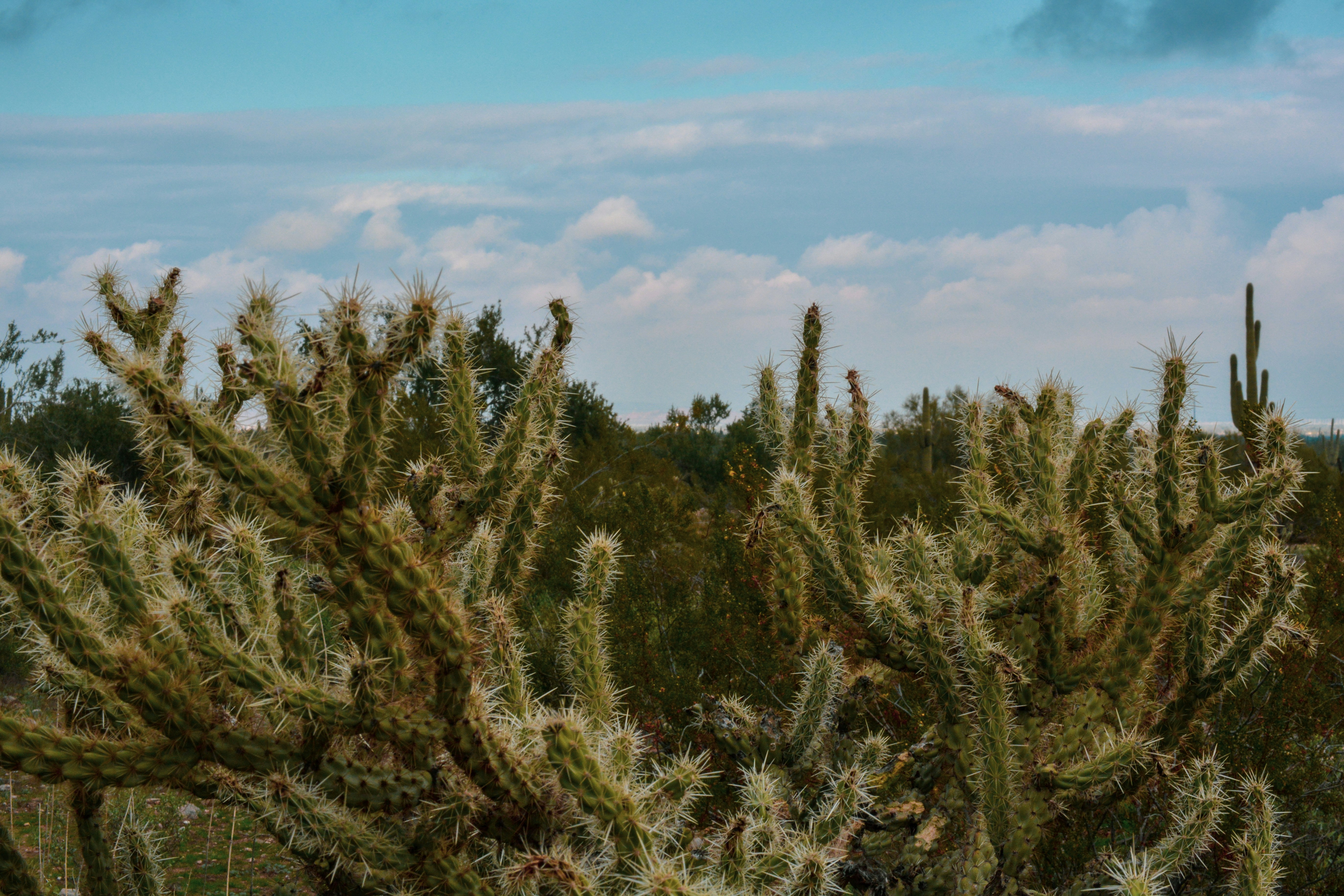 Photo by cierranorman