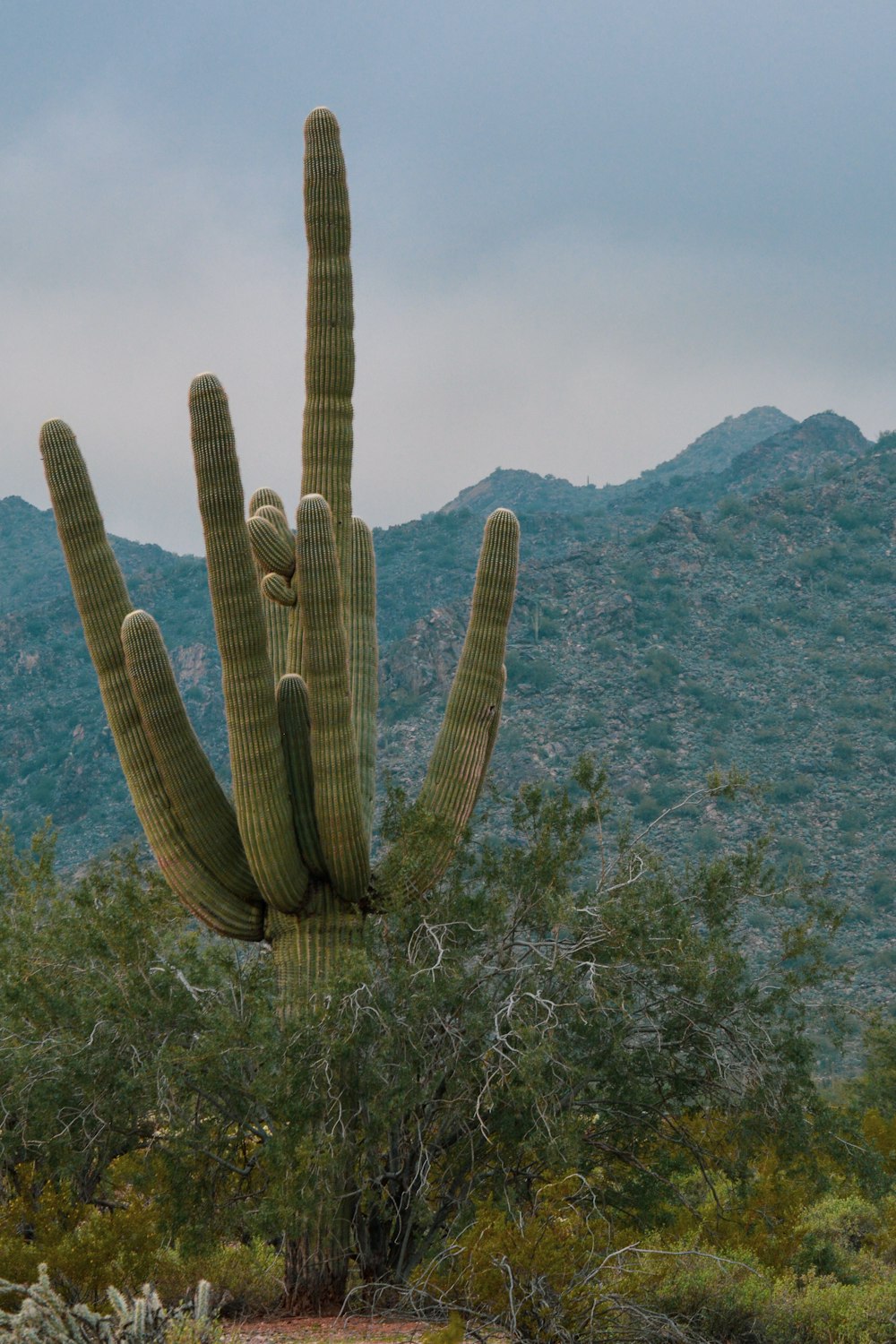 a large cactus with a mountain in the background
