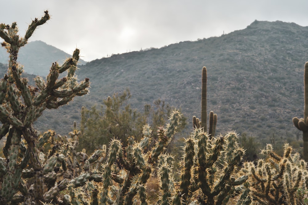 a large cactus with a mountain in the background