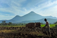 A farmer wearing a hat is plowing a field with two oxen against the backdrop of a majestic mountain under a clear blue sky. The lush green fields and distant hills create a serene and peaceful agricultural landscape.