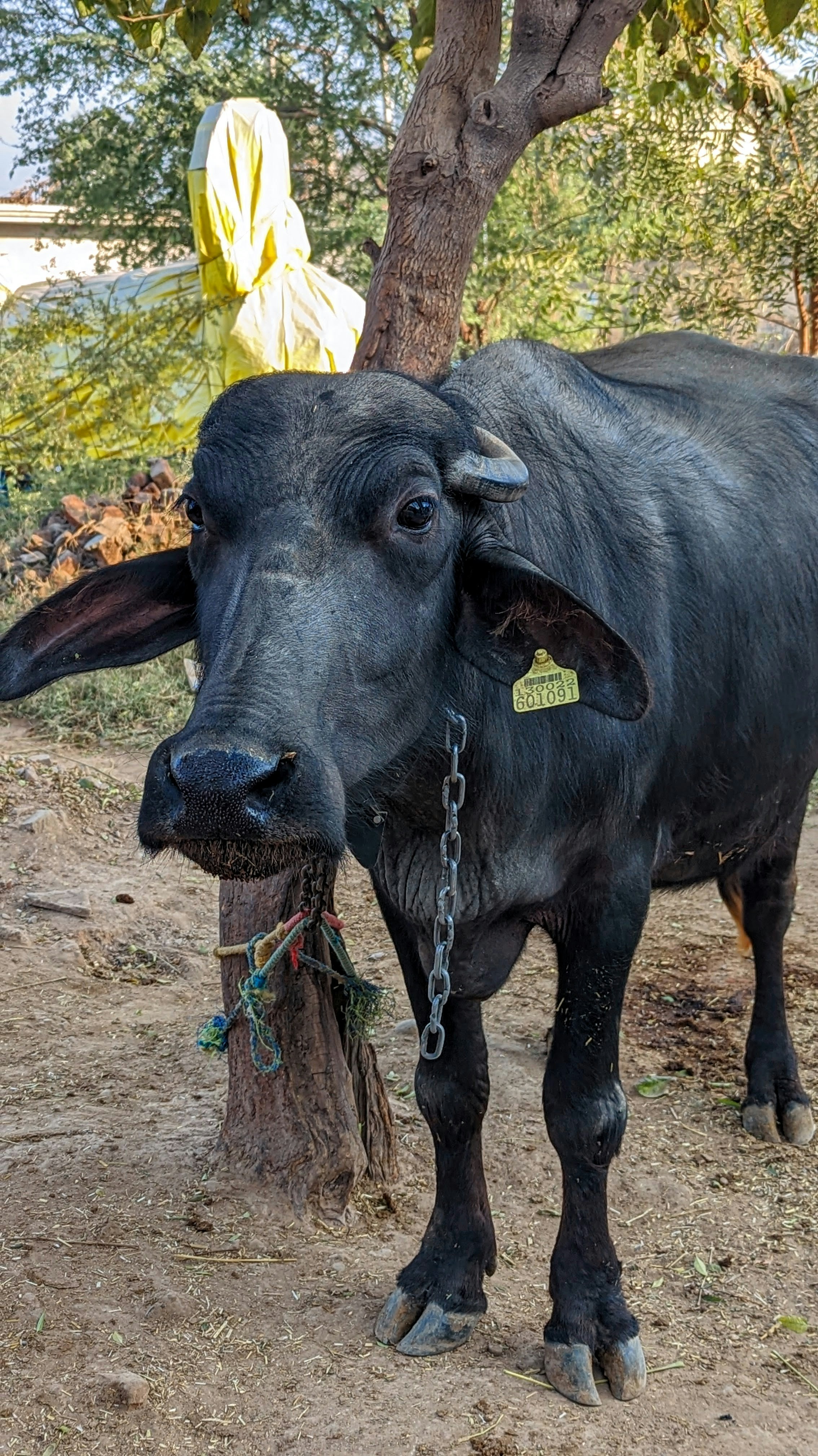 a black cow standing next to a tree