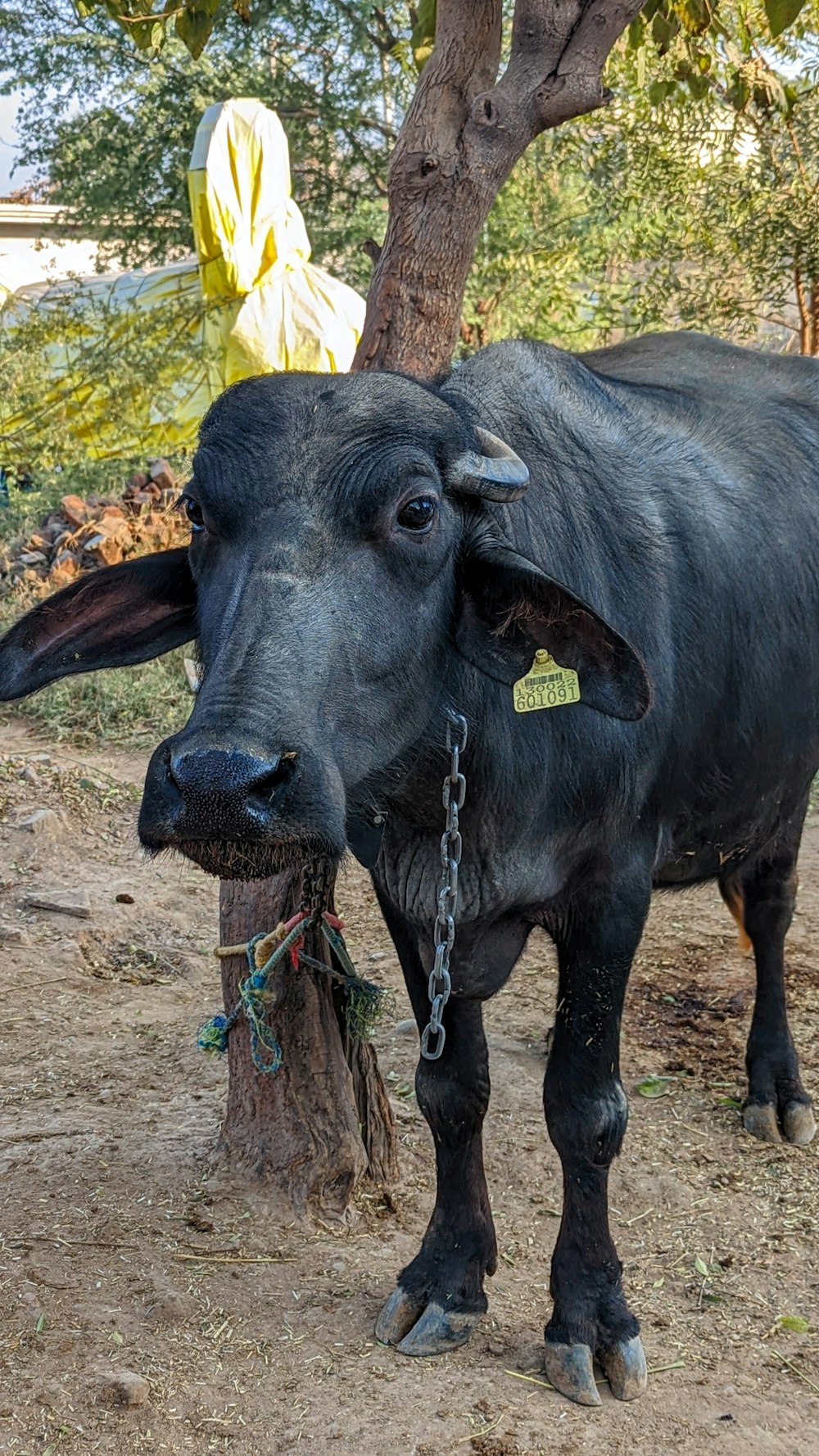 a black cow standing next to a tree