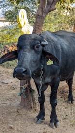 A black buffalo is standing on a dirt ground, tied to a tree with a chain around its neck. The buffalo has a tag on its ear, suggesting it might be part of a livestock group. In the background, there are green bushes and a large yellow object wrapped in fabric.