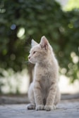 A light-colored cat sits on a paved surface with its head turned to the side. The background features out-of-focus green foliage, creating a soft bokeh effect.
