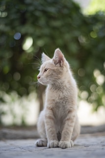 A light-colored cat sits on a paved surface with its head turned to the side. The background features out-of-focus green foliage, creating a soft bokeh effect.