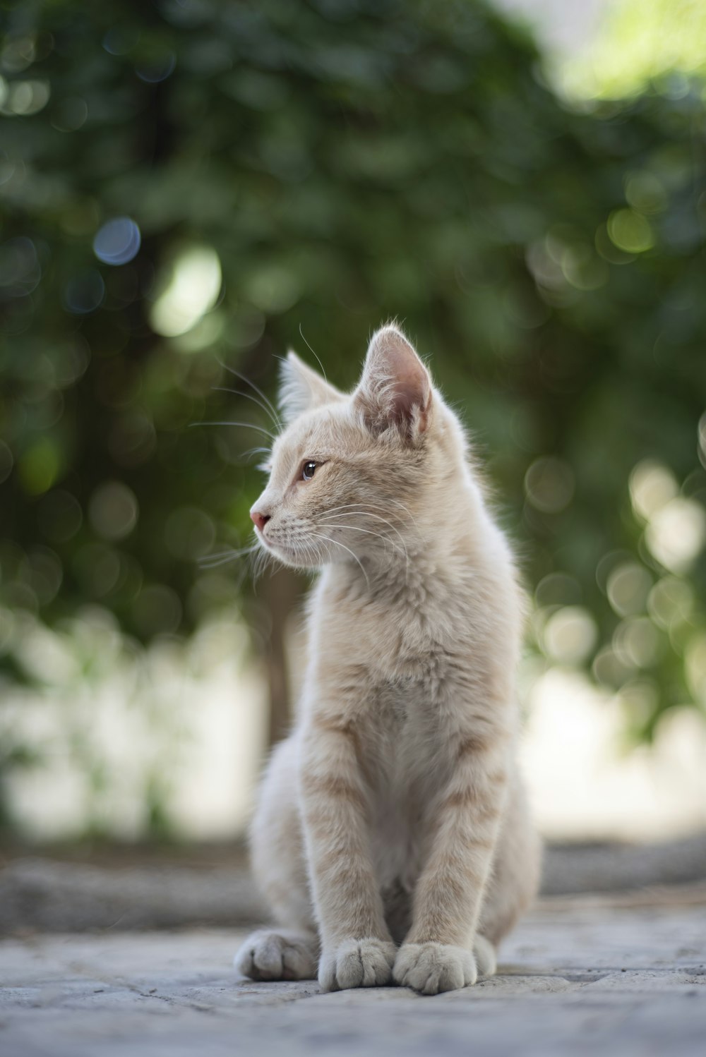 a small white kitten sitting on top of a stone floor