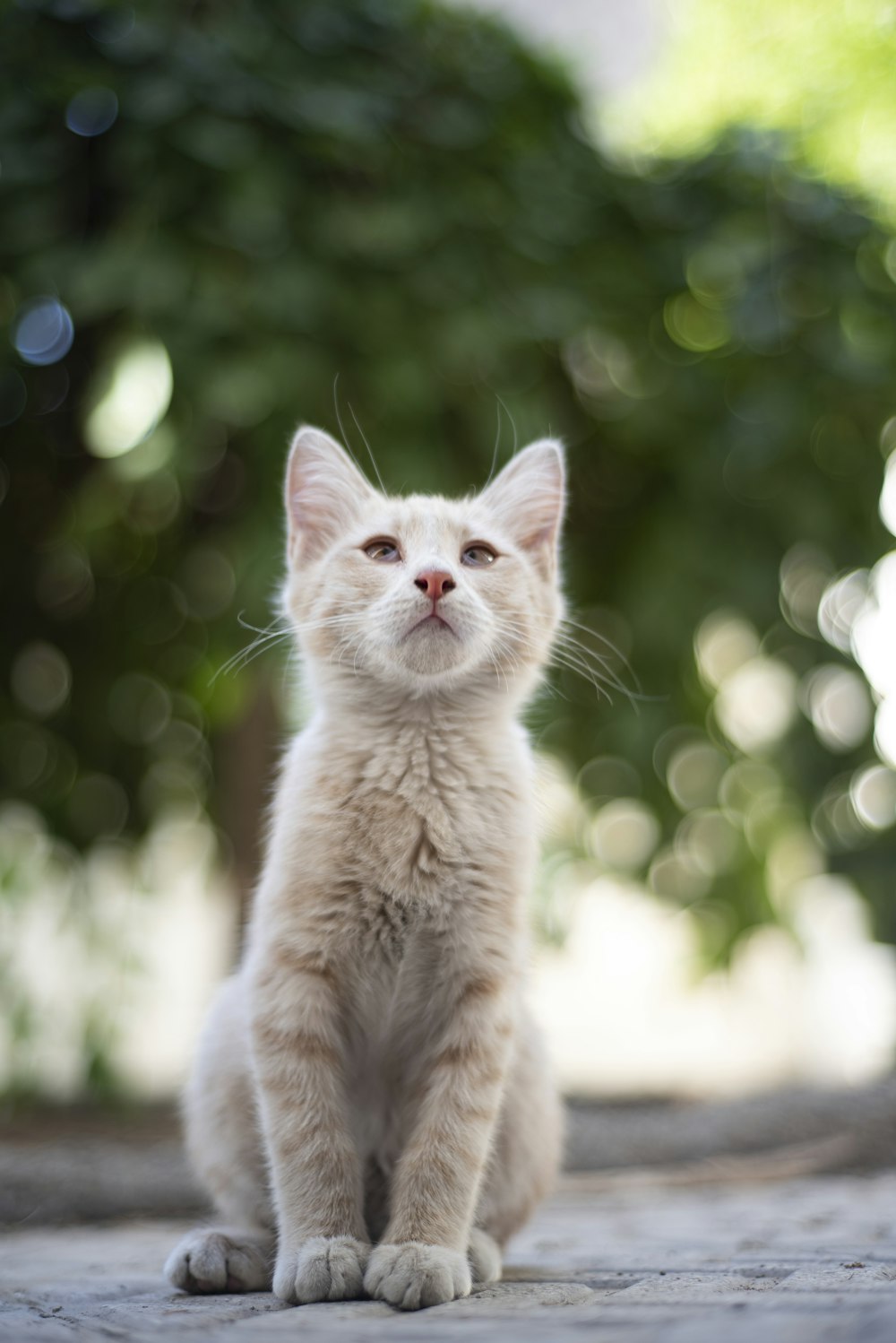 a small white kitten sitting on top of a sidewalk