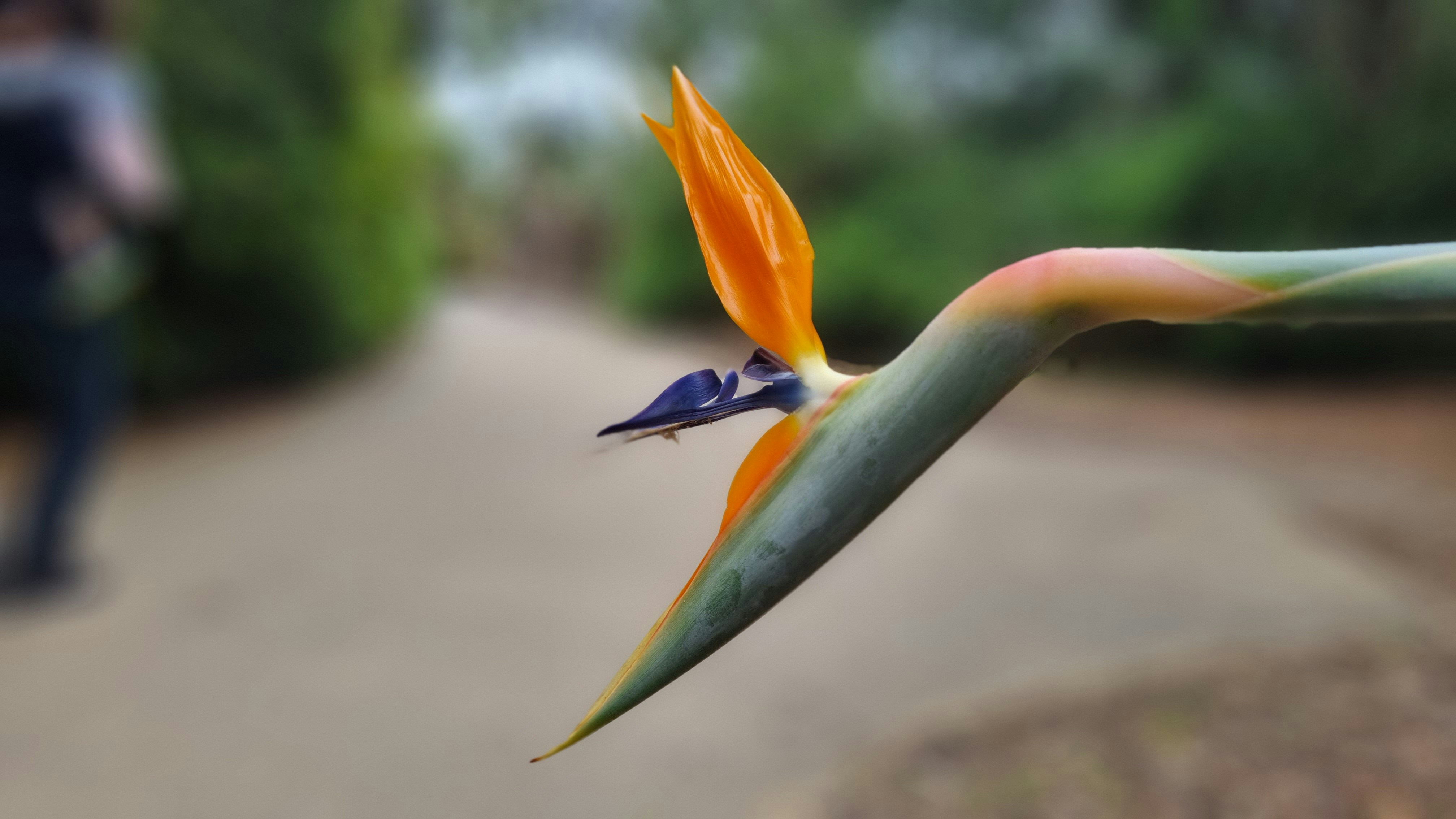 a bird of paradise flower with a blurry background