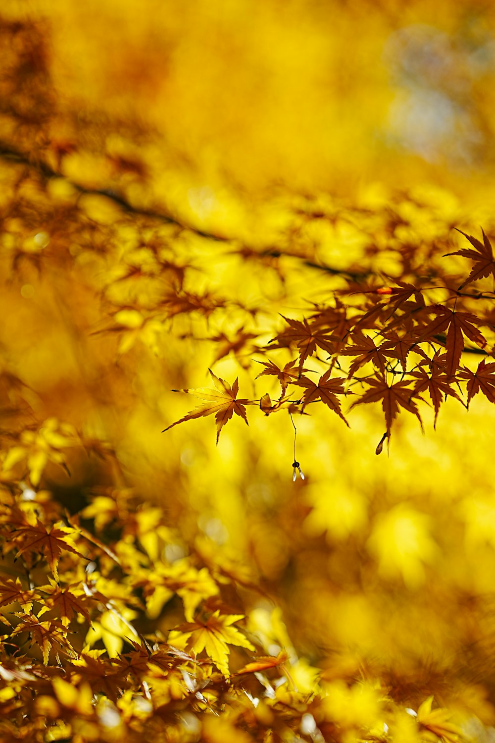 a close up of a tree with yellow leaves