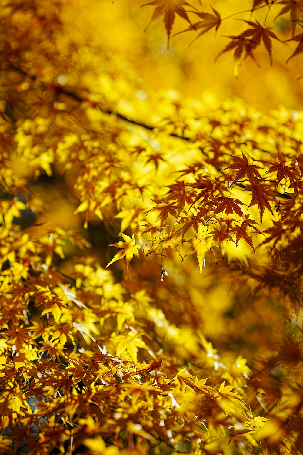 a close up of a tree with yellow leaves