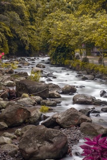 a river running through a lush green forest