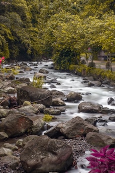 a river running through a lush green forest