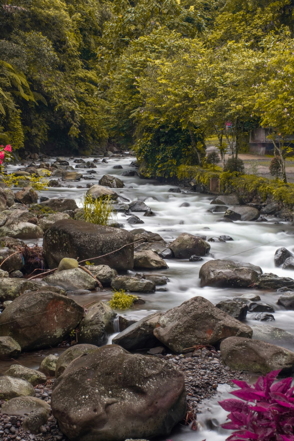 um rio que atravessa uma floresta verde exuberante