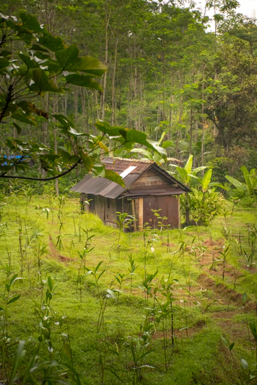 A peaceful rustic cabin surrounded by lush green trees in a natural reserve.