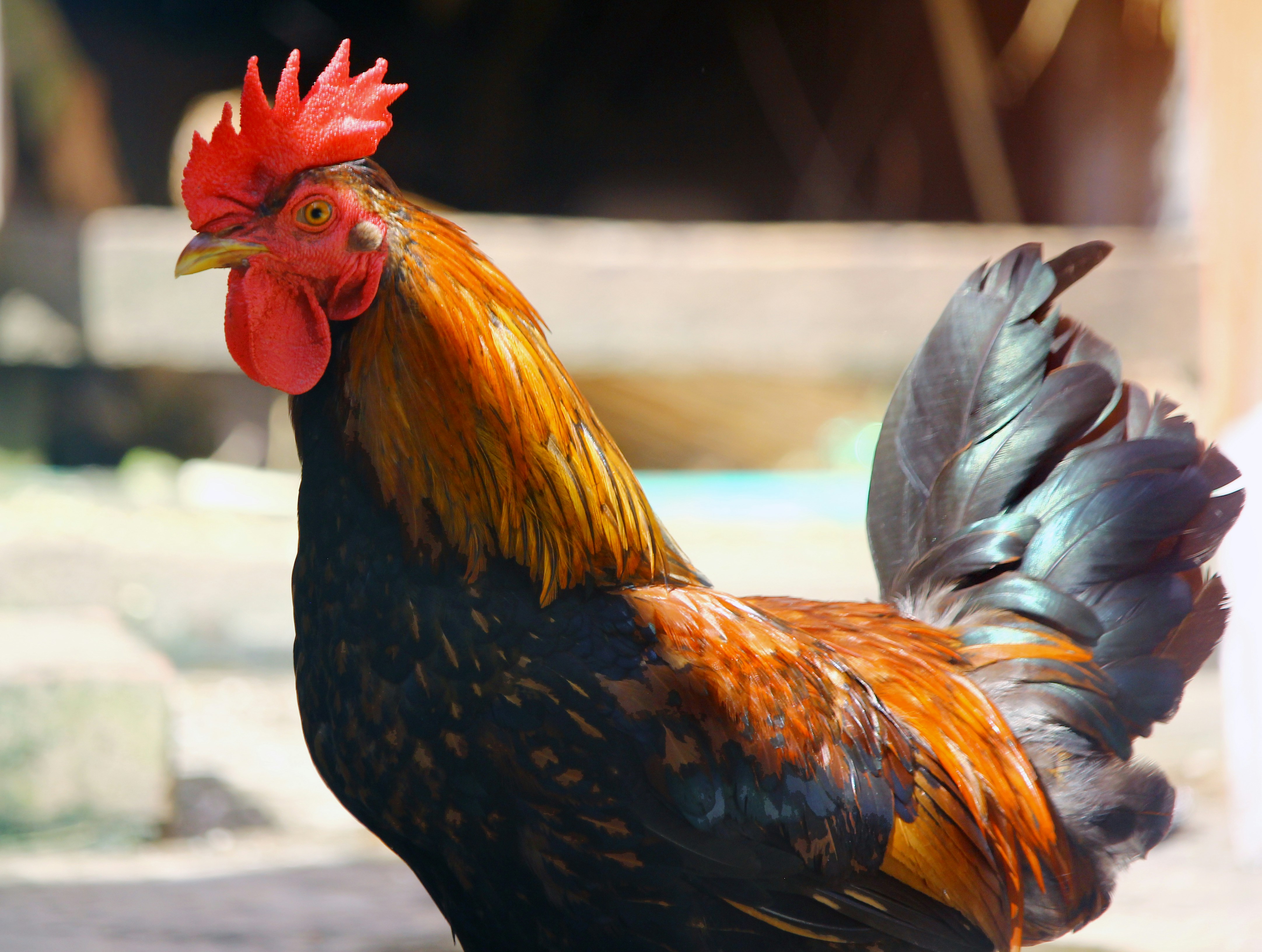 Photo by sheikhnayimhasan