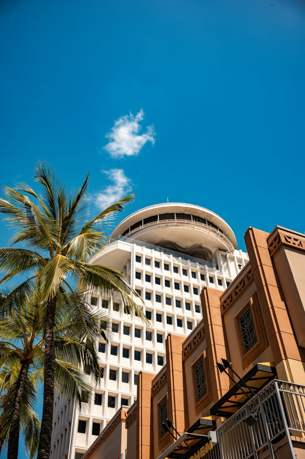 una palma di fronte a un grande edificio