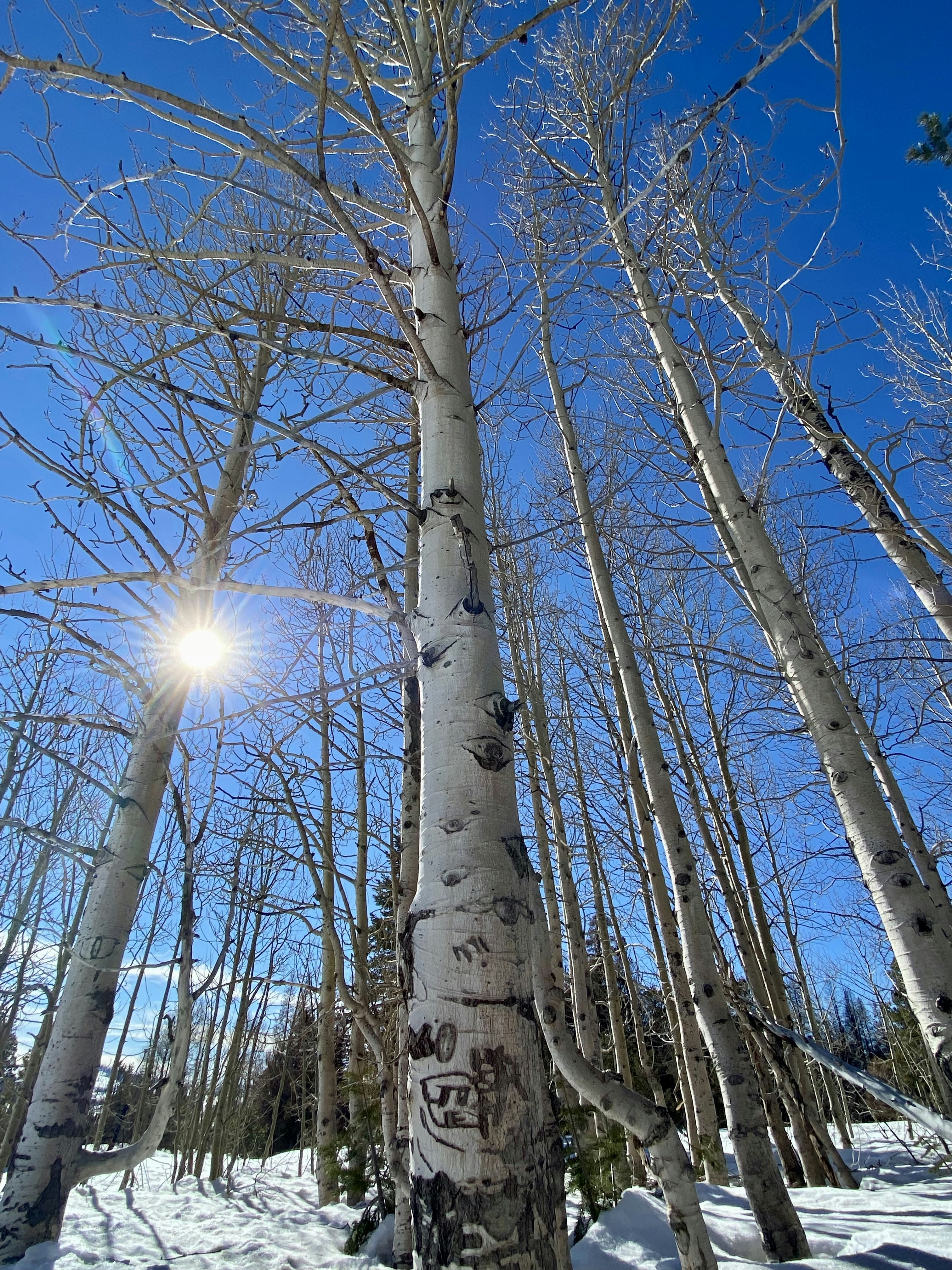 Die Sonne scheint durch die Bäume im Schnee