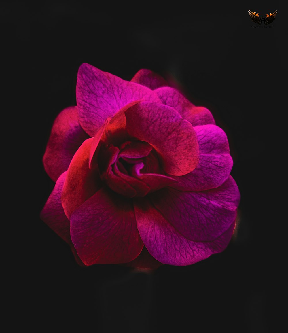 a pink rose with a butterfly on a black background