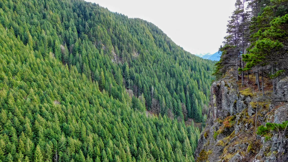 The image presents a breathtaking view of a lush, green forest nestled at the base of a steep cliff face. The forest is densely populated with tall trees that tower over the viewer, their leaves forming a dense canopy that filters the sunlight and casts dappled shadows on the ground below. The perspective of the photo is from above, providing an aerial view of this picturesque landscape. The colors in the image are predominantly green, reflecting the verdant nature of the forest, with some brown hues visible due to the rocky cliff face.