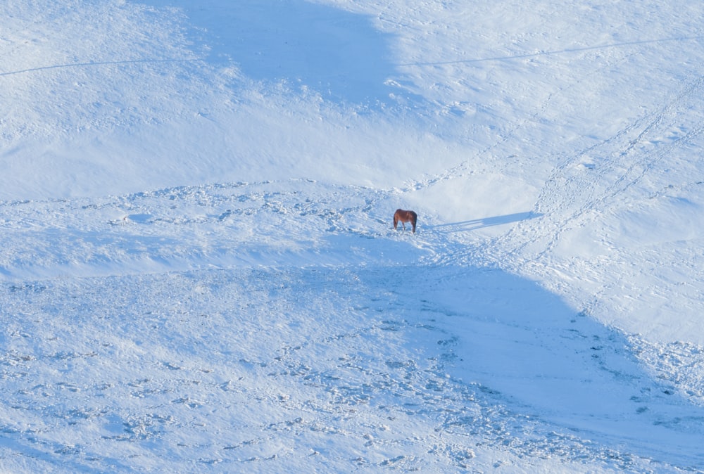 Un caballo parado en medio de un campo cubierto de nieve